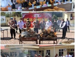 168 Ton Ganja senilai Rp 1,27 Triliun Dimusnahkan di Gayo Lues, 112 Hektare Ladang di Pegunungan Dibabat