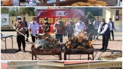 168 Ton Ganja senilai Rp 1,27 Triliun Dimusnahkan di Gayo Lues, 112 Hektare Ladang di Pegunungan Dibabat