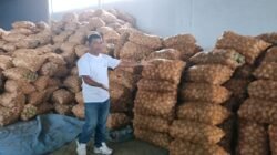 Rumah Tani Nusantara Kirim 60 Ton Kentang ke Jakarta, Harga Petani Gayo Terdongkrak Pasca Banjir