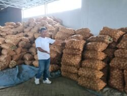 Rumah Tani Nusantara Kirim 60 Ton Kentang ke Jakarta, Harga Petani Gayo Terdongkrak Pasca Banjir