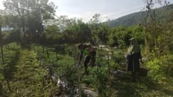 Babinsa Koramil 03/Pegasing Bantu Warga Pupuk Tanaman Cabai di Wih Nareh