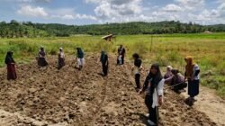 Bangkit Pasca Bencana Pak Tani Ajak Ibu-ibu Desa Kembangkan Pertanian Organik, Aceh Timur