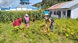 Babinsa Dampingi Panen Kedelai Poktan PKK di Burni Bius