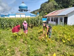 Babinsa Dampingi Panen Kedelai Poktan PKK di Burni Bius