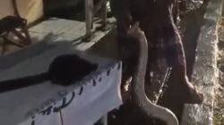 Warga Kebonsari Di Gegerkan Penampakan Ular Sancai Saat Hujan Deras