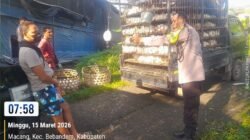 Melalui Minggu Kasih, Bhabinkamtibmas Desa Macang Turun Langsung Tertibkan Arus Lalu Lintas Mencegah Kemacetan di Jalur Panen