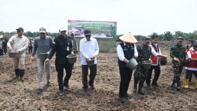 Sinergi TNI dan Pemerintah, Tanam Padi Bersama Gubernur Sumsel di Desa Sungai Dua