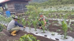 Babinsa Koramil Jagong Laksanakan Ketahanan Pangan Bersama Warga di Aceh Tengah