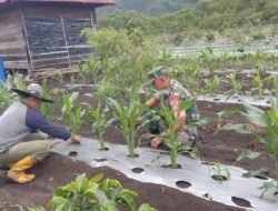 Babinsa Koramil Jagong Laksanakan Ketahanan Pangan Bersama Warga di Aceh Tengah