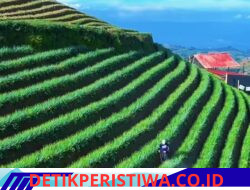 Panyaweuyan selain Wisata ternyata Sentra Pertanian Bawang Merah