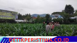Kapolres Aceh Tengah Tinjau Perkembangan Tanaman Jagung Program Ketahanan Pangan