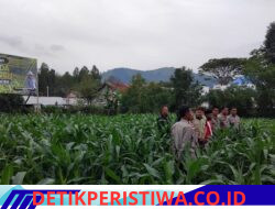 Kapolres Aceh Tengah Tinjau Perkembangan Tanaman Jagung Program Ketahanan Pangan