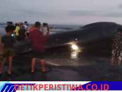 Respon Cepat Polres Jembrana, Tangani Paus Sperma yang Terdampar di Pantai Anyar Sari Kec. Melaya