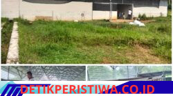 Bumdes Wiguna telah reslikan ketahanan pangan tahun 2025 untuk dukung program Peternakan Kambing dan Ayam Sentul