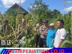 Dukung Swasembada Pangan, Polsek Bebandem Tinjau Kesiapan Panen Jagung Serentak di Desa Bungaya
