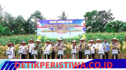 Panen Raya Jagung di Pangkep, Kapolda Sulsel: Perkuat Ketahanan Pangan Nasional