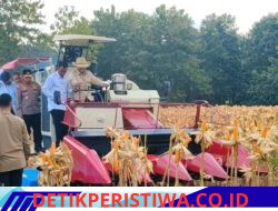 Perkuat Ketahanan Pangan Nasional, Presiden Prabowo dan Kapolri Panen Raya Jagung Nasional di Tuban 