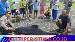 Respons Cepat Polsek Mendoyo,  Tangani Penemuan Lumba-Lumba Terdampar di Pantai Yehsumbul