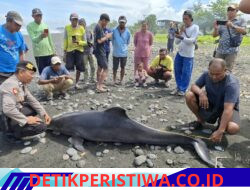 Respons Cepat Polsek Mendoyo,  Tangani Penemuan Lumba-Lumba Terdampar di Pantai Yehsumbul