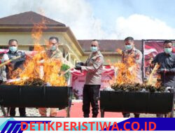 Tindak Tegas Narkoba, Polda Sumatera Selatan Bakar 200 Kg Ganja Hasil Ungkap Ladang 20 Hektare