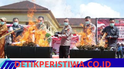 Tindak Tegas Narkoba, Polda Sumatera Selatan Bakar 200 Kg Ganja Hasil Ungkap Ladang 20 Hektare