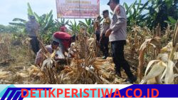 Mensukseskan Program Asta Cita Ketahanan Pangan Polsek Siak Hulu bersama Ponpes MIR Panen Jagung Pipil 1.3 Ton