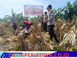 Mensukseskan Program Asta Cita Ketahanan Pangan Polsek Siak Hulu bersama Ponpes MIR Panen Jagung Pipil 1.3 Ton