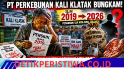Jerit para mantan karyawan PT Perkebunan Kali Klatak kian memprihatinkan.