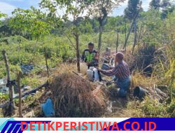 Babinsa Koramil Atu Lintang Dampingi Perawatan Tanaman Tomat, Dorong Ketahanan Pangan Warga