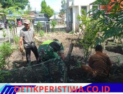 Babinsa Koramil Ketol Bantu Aparatur Desa Tanam Kacang Merah di Blang Mancung