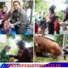 Tujuh ekor sapi menjadi hewan kurban Wakil Bupati Sidoarjo Hj.Mimik Idayana pada Hari Raya Idul Adha tahun ini