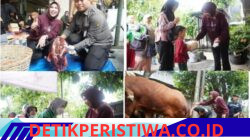 Tujuh ekor sapi menjadi hewan kurban Wakil Bupati Sidoarjo Hj.Mimik Idayana pada Hari Raya Idul Adha tahun ini