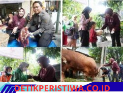 Tujuh ekor sapi menjadi hewan kurban Wakil Bupati Sidoarjo Hj.Mimik Idayana pada Hari Raya Idul Adha tahun ini