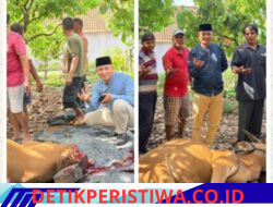 Bupati OKU Timur Salurkan Bantuan Sapi Kurban untuk IWO Indonesia Kabupaten OKU Timur