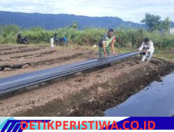 Babinsa Koramil Ketol Dampingi Petani Pasang Mulsa Cabai untuk Tingkatkan Produktivitas