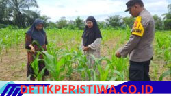 Polsek Bangkinang Barat Bersama Kelompok Wanita Tani Cek Perkembangan dan Juga Bersihkan Lahan Jagung Ketahanan Pangan di Desa Pulau Jambu