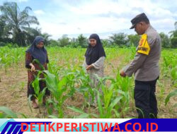 Polsek Bangkinang Barat Bersama Kelompok Wanita Tani Cek Perkembangan dan Juga Bersihkan Lahan Jagung Ketahanan Pangan di Desa Pulau Jambu