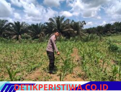 Jagung 1 Hektar di Siabu Tumbuh Subur, Polsek Bangkinang Barat Pastikan Pendampingan Ketat