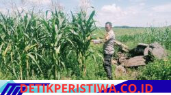 Swasembada Pangan Personil Polsek Bangkinang Barat Terus Pantau Perkembangan Tanaman Jagung Pipil I