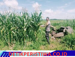 Swasembada Pangan Personil Polsek Bangkinang Barat Terus Pantau Perkembangan Tanaman Jagung Pipil I
