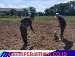 Babinsa Koramil Silih Nara Dampingi Warga Olah Lahan Pertanian di Rusip Antara