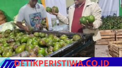 Harga Alpukat dan Kentang Aceh Tengah Naik, Rumah Tani Nusantara Jadi Penopang Pasar Petani