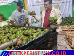 Harga Alpukat dan Kentang Aceh Tengah Naik, Rumah Tani Nusantara Jadi Penopang Pasar Petani