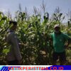 Dukung Program Asta Cita, Polsek Bebandem Tinjau Lahan Produktif Guna Akselerasi Swasembada Pangan