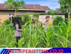 Pastikan Perkembangan Jagung Pipil Baik, Polsek Bangkinang Barat Terus Monitor di Lahan Desa Pulau Jambu