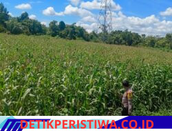 Kapolsek Bangkinang Barat Cek dan Pantau Perkembangan Jagung Pipil Kuartal I di Salo Timur Umur 93 Hari
