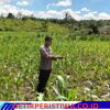 Monitor Pengecekan Tanaman Jagung Pipil Terus Dilakukan oleh Personel Polsek Bangkinang Barat di Desa Siabu
