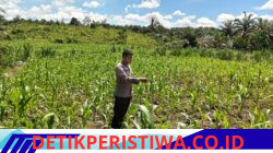 Monitor Pengecekan Tanaman Jagung Pipil Terus Dilakukan oleh Personel Polsek Bangkinang Barat di Desa Siabu