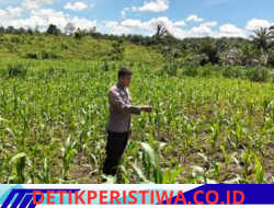 Monitor Pengecekan Tanaman Jagung Pipil Terus Dilakukan oleh Personel Polsek Bangkinang Barat di Desa Siabu