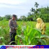 Lahan Kelompok Wanita Tani Desa Pulau Jambu Terus Monitor oleh Bhabinkamtibmas Polsek Bangkinang Barat untuk Pastikan Tanaman Jagung Pipil Bagus